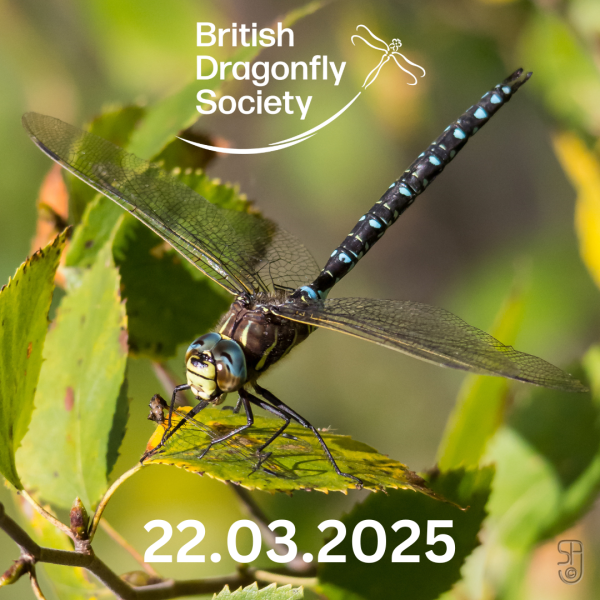 British Dragonfly Society Spring Meeting