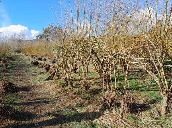 Maintaining our Withies