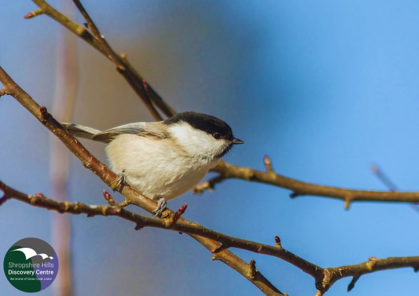 Reporting on Willow Tits