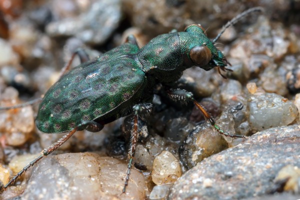 A rare find in the meadows