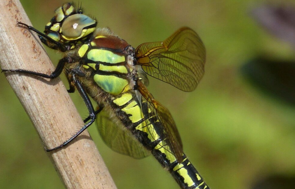 Calling all Dragonfly experts