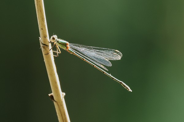 Exciting Dragonfly News