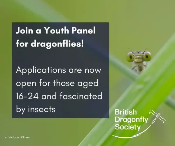 Youth Applicants Welcome for British Dragonfly Society
