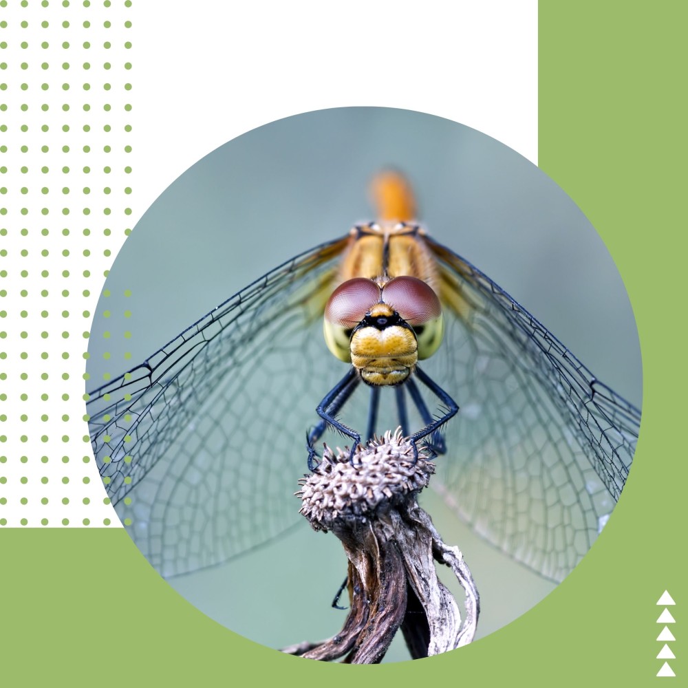 Dragonfly ID Course