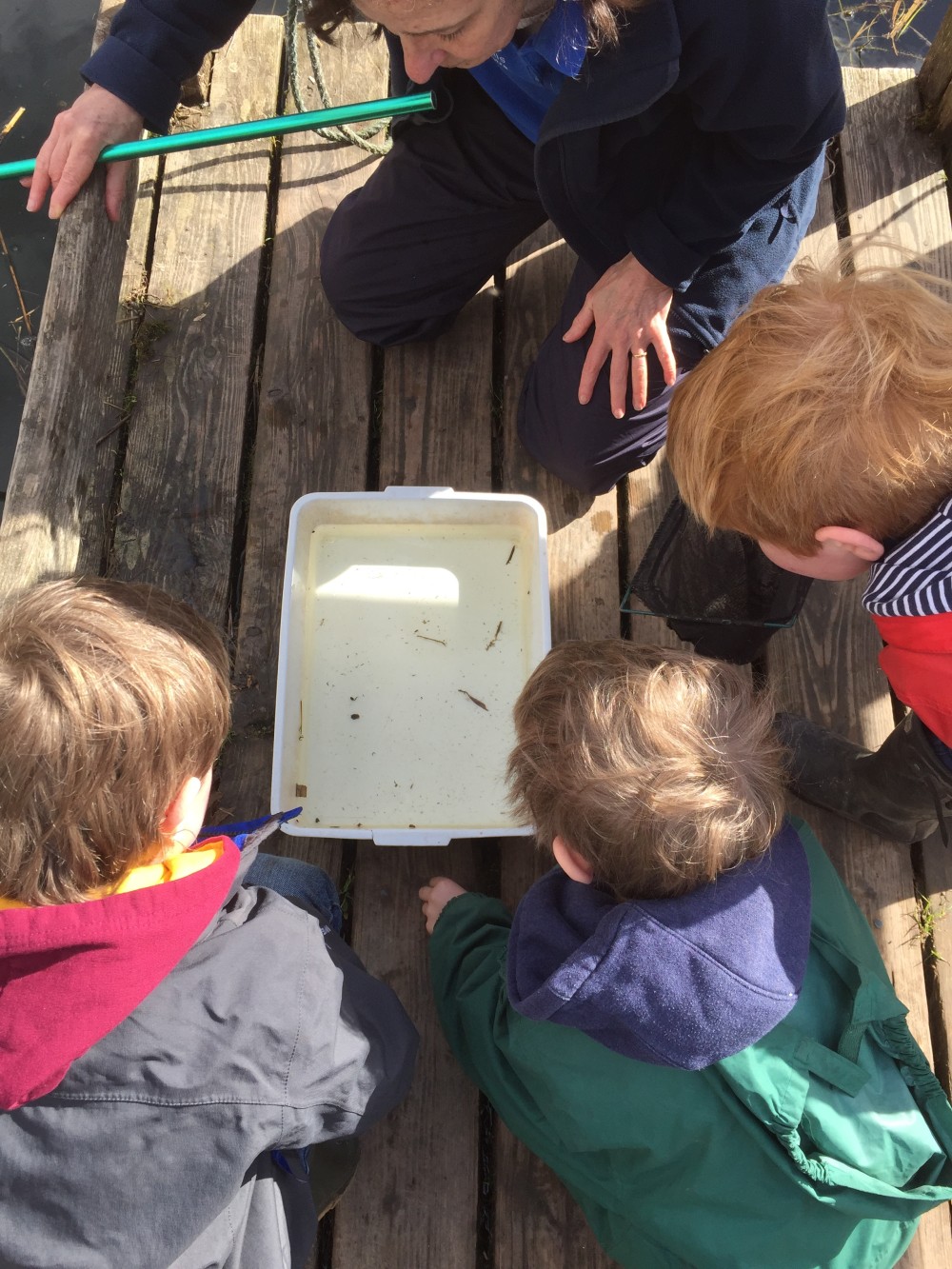 Pond Dipping 2pm