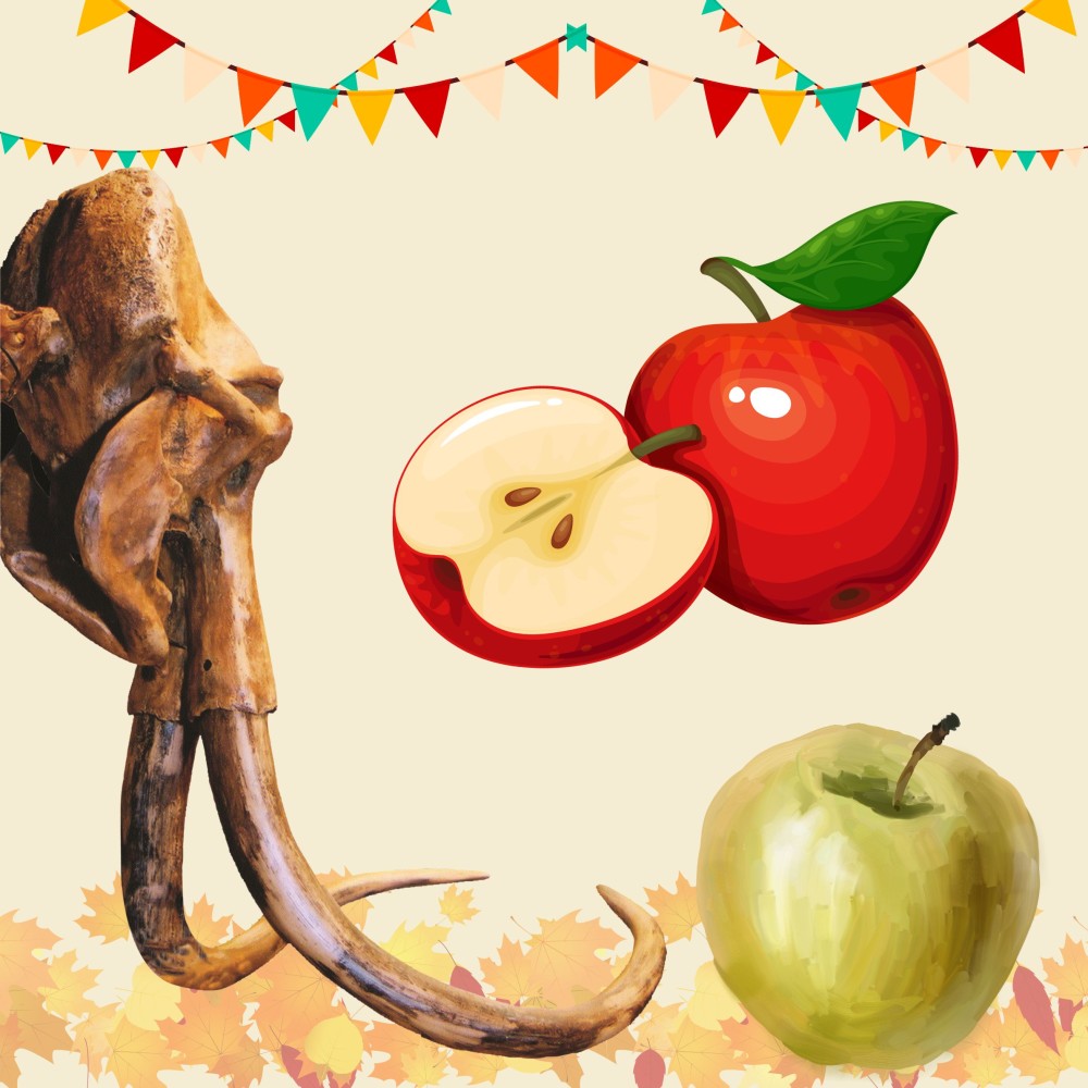 Mammoth Anniversary & Apple Day