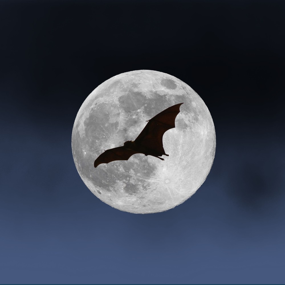 Bat Walk and Talk