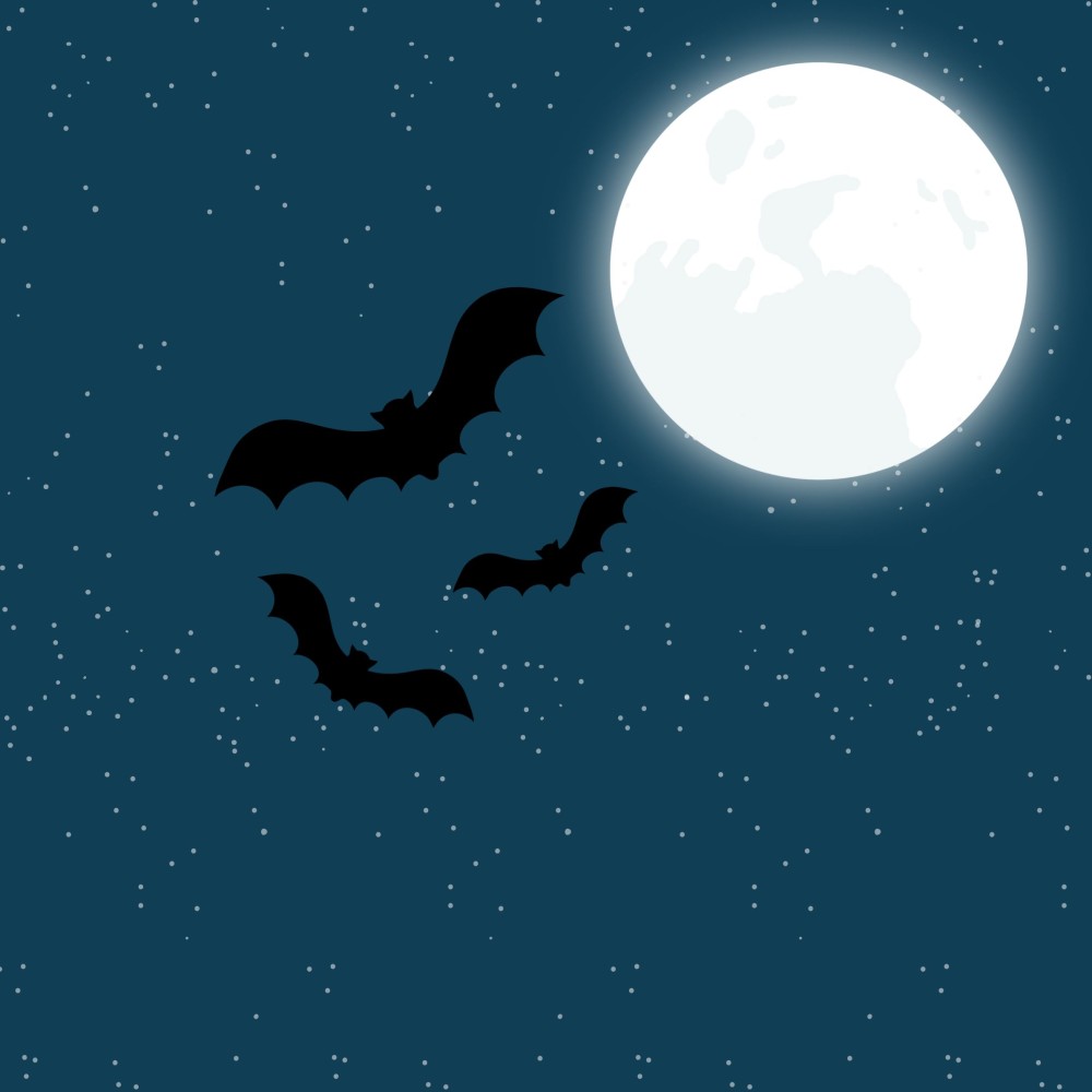 Angels of the Night Bat Walk and Talk