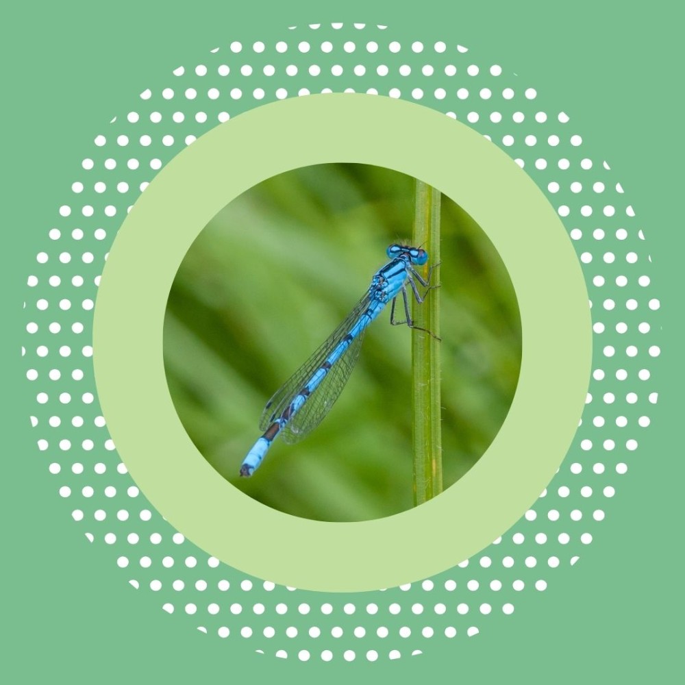 Damselfly Identification Course